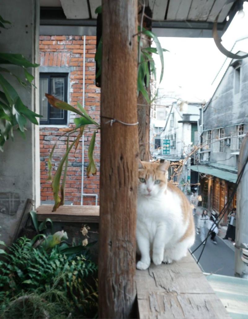르세라핌 김채원