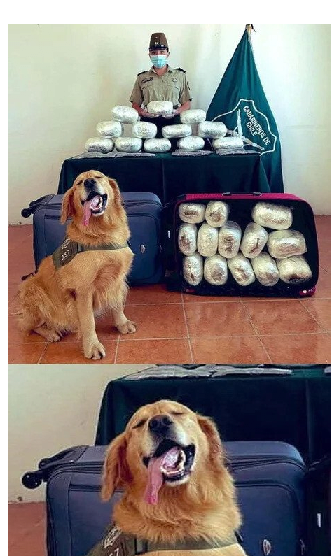 마약 발견해서 너무 행복한 탐색견