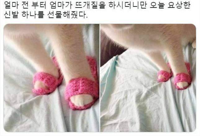 엄마가 고양이에게 준 선물