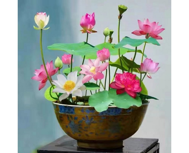 100알 수련연꽃식물씨앗 수련연꽃씨앗 미니 연꽃 씨앗