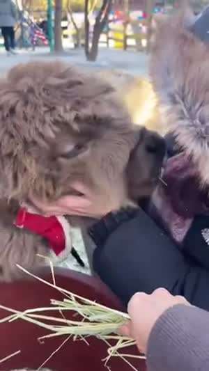 프로미스나인 송하영