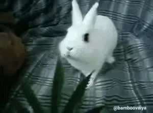 토끼에게 대마초를 먹이면.mp4