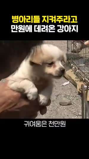 병아리들 지켜주라고 만원에 데려온 강아지