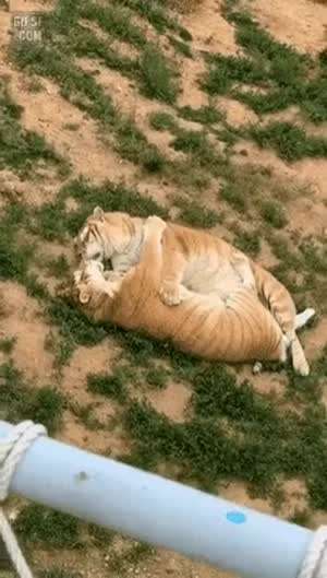 [동물] 불륜 vs 부부