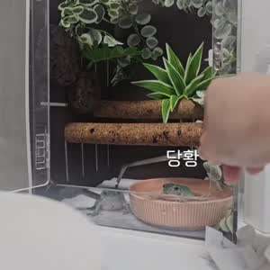 님들 개구리 싸우는 거 본 적 있음? .gif