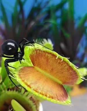 검은과부거미의 최후