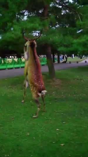 님들 사슴끼리 주먹질로 싸우는 거 본 적 있음?