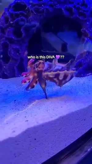 요염하게 걷는 갑오징어