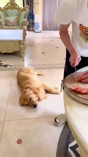 소리] 능구렁이가 다 된 골딩이.mp4