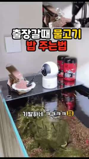 출장갈때 물고기 밥 주는방법