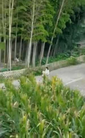 개썰매 산책의 최후