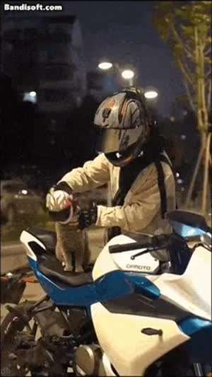 헬맷 쓴 고양이