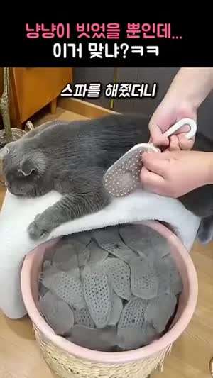 고양이 스파 냥냥이 빗질에... 끝도 없이 나오는 털뭉치