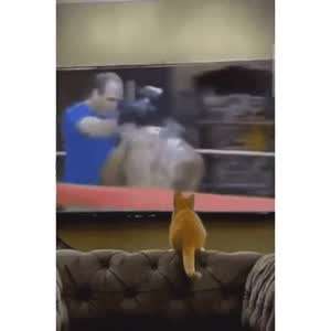 타이슨한테 복싱 배운 냥이