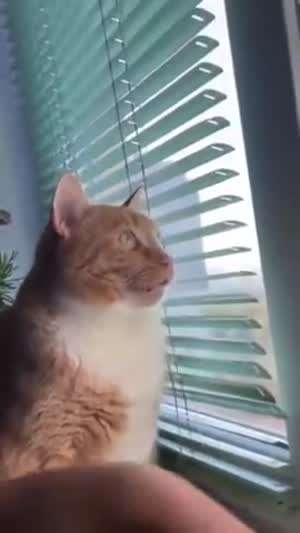 저거 머꼬싶다냥