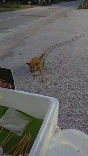 노점상에게 먹이를 구걸하는 불쌍한 댕댕이