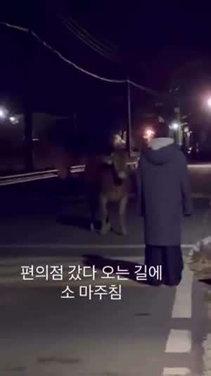 야밤에 시골에서 편의점다녀오면 안되는 이유