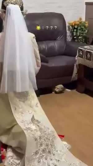 혼례식 씬스틸러