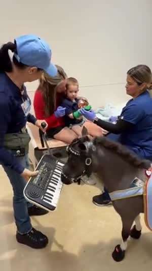 조랑말의 동물 테라피 적용 실제 사례