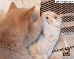 싸우자. 냥.냥.냥.