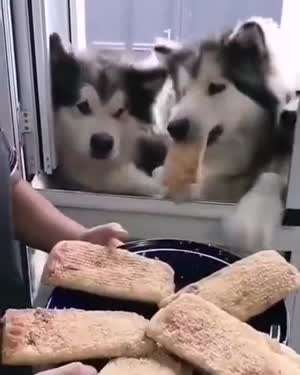 질서있게 간식 받아가는 댕댕이들