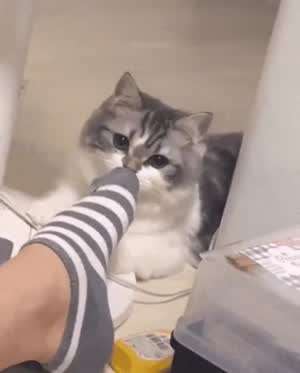 집사 발냄새 맡은 냥이 짤 5개