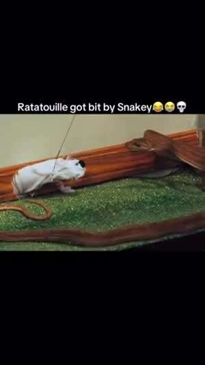 뱀으로 쥐 학대