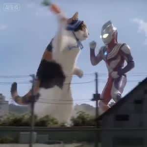 고양이한테 뚜까 맞는 울트라맨