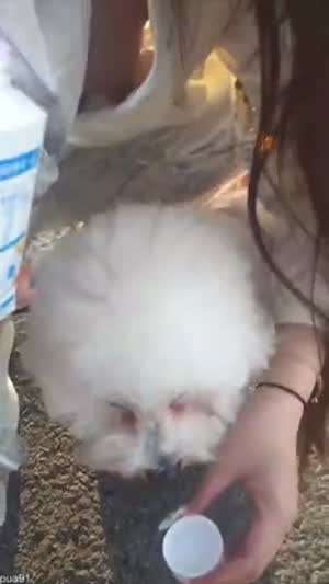 목마른 강아지에게 물주는 천사녀