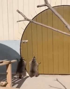 혼자 문 못열어서 친구 데려온 라쿤.