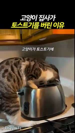 냥이 집사가 토스트기를 버린 이유