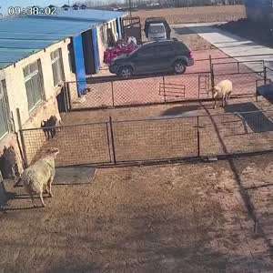 왜 내머리만 아프냥.(원제:이런 쉽새끼 게임 조트가치하네)