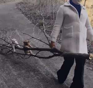 나무더미 위 '무임승차'.