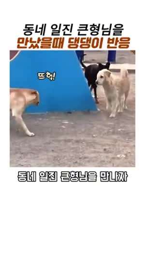 동네 일진 큰형님을 만났을때 댕댕이반응