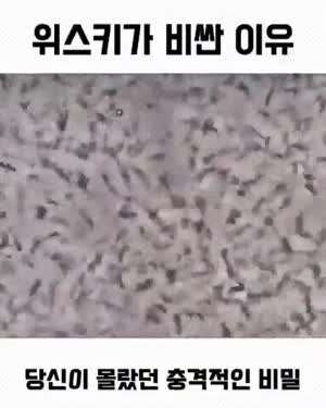 위스키 엄청쎄네