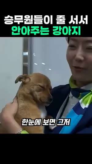 승무원들이 줄 서서 안아주는 강아지