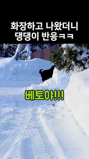 화장한 주인을 처음 본 댕댕이의 반응