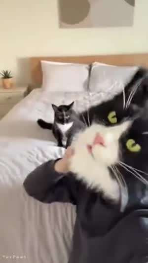 고양이 한테 까불면 안되는 이유