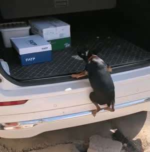 차 타려고 점프 했다 공중에서 다리 '파닥파닥' 돌린 미니핀.