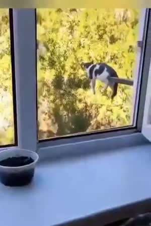 뜻 밖의 장소에서 발견된 냥이들