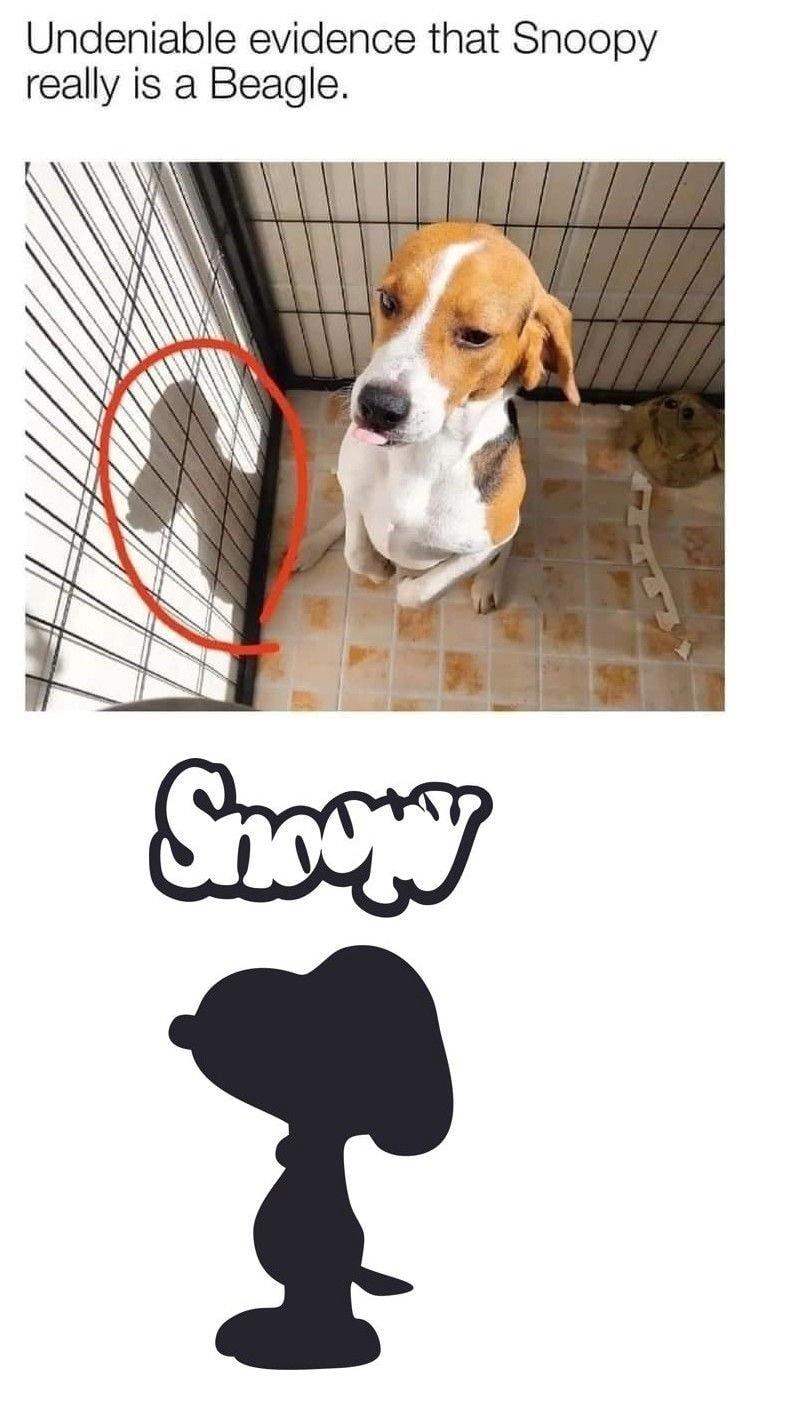 스누피가 비글인 증거