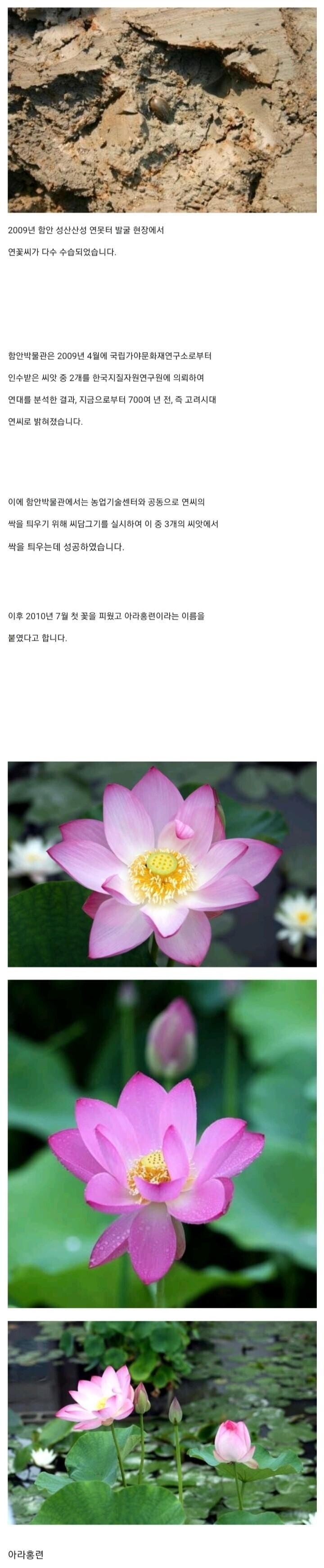 700년만에 씨발아