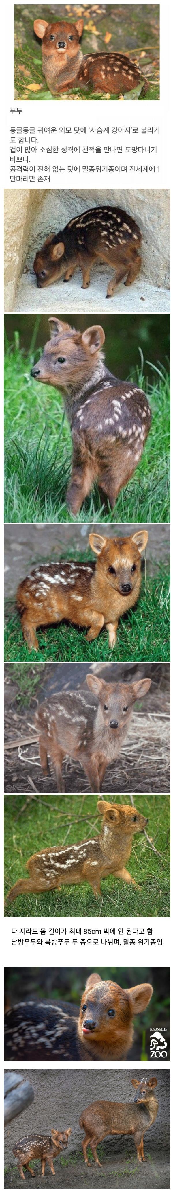 정말 귀여운 멸종위기 동물