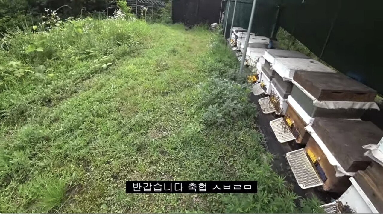 오늘자 양봉유튜버 프응 영상 ㅋㅋ