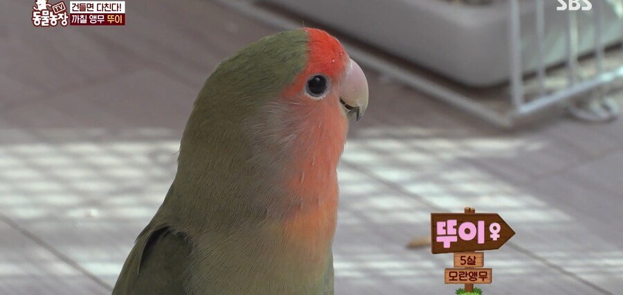 결국 논문거리까지 찾아낸 동물농장 (스압)