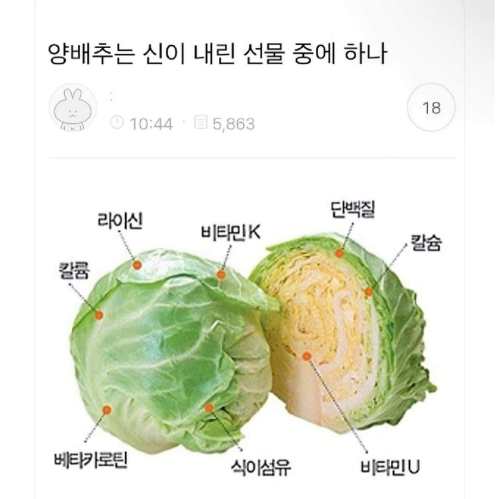 양배추는 신이 내린 선물임