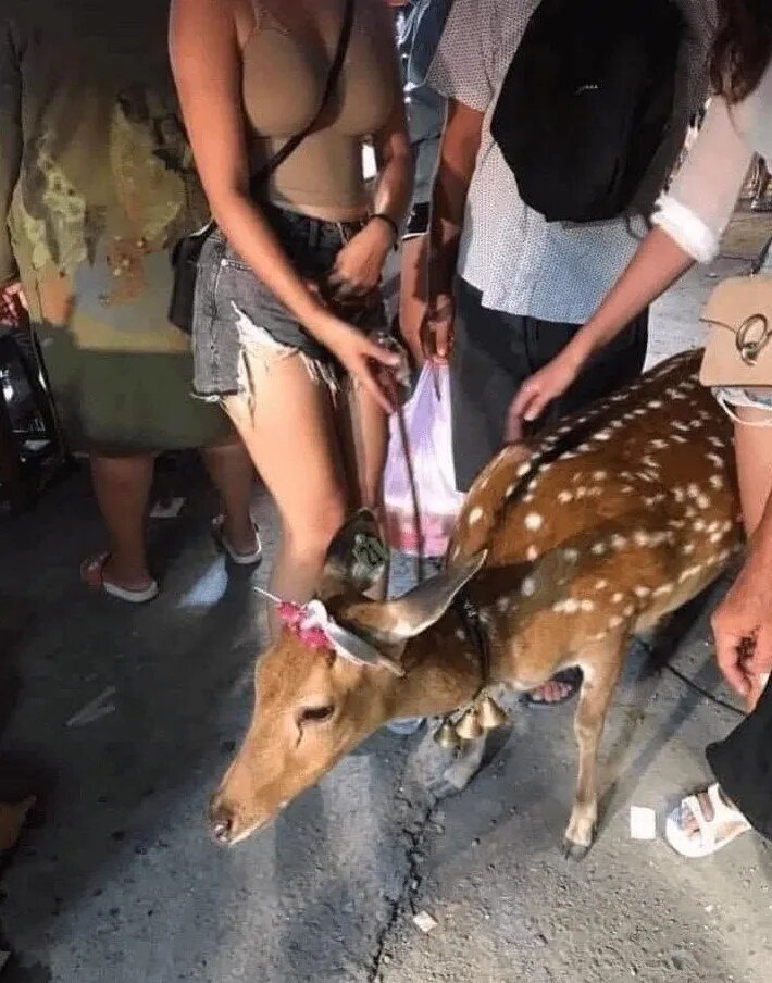 ㅇㅎ) 왕가슴과 사슴