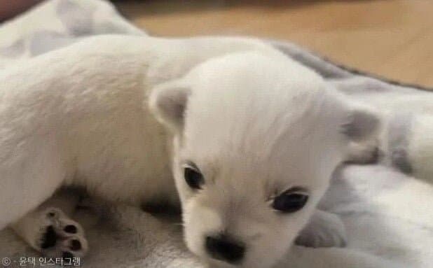 나는 자연인이다 윤택이 입양한 댕댕이