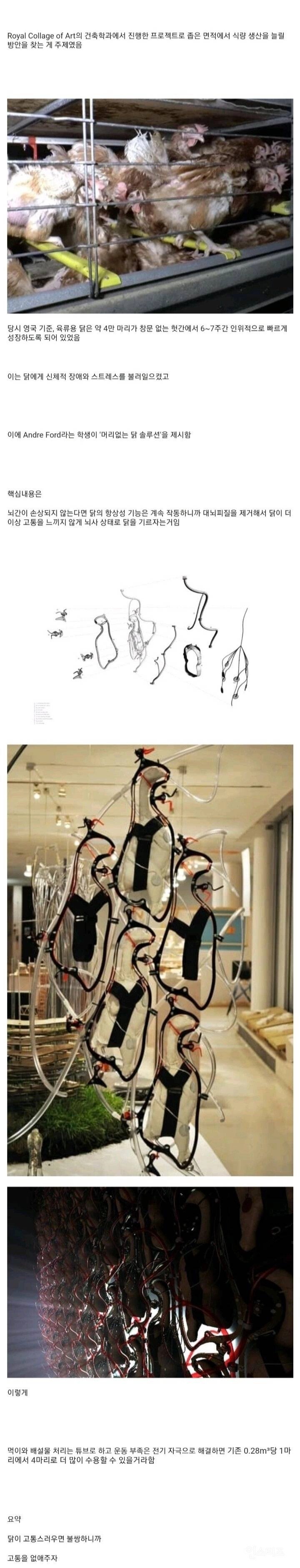 요즘 이슈인 닭사육 근황