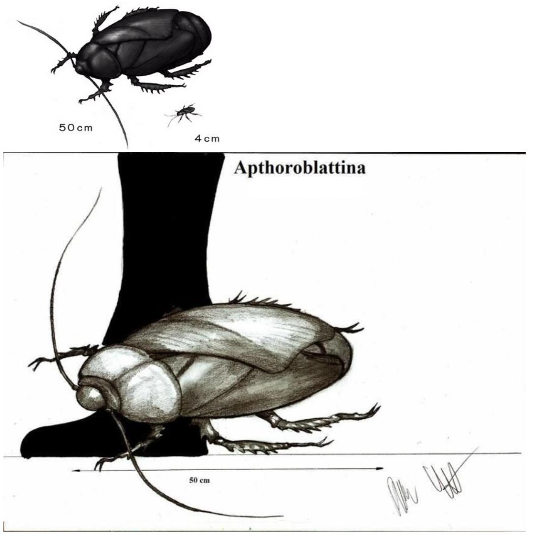 DNA구조로 밝혀진 고대 바퀴벌레 크기